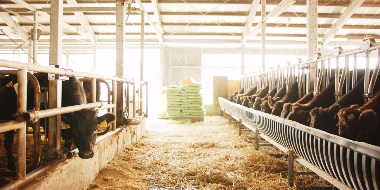 福島県産牛「福島県が全国、世界に誇る品質の高い牛肉」