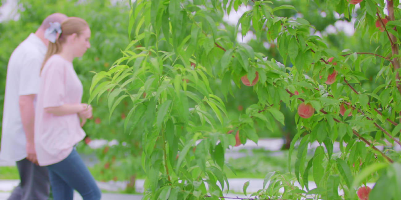 Peach from Fukushima