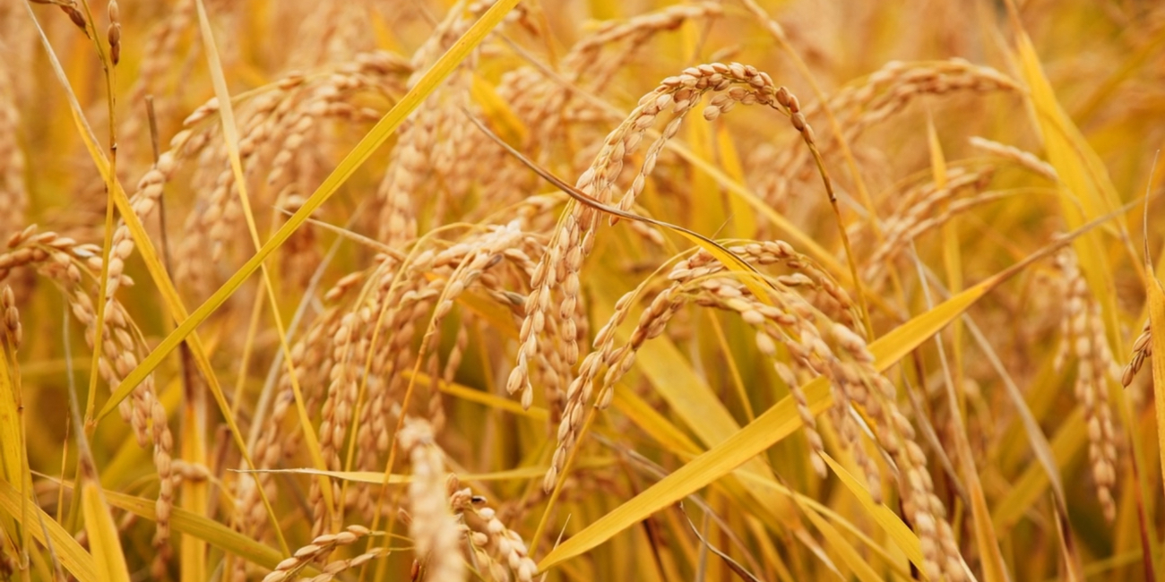 福島県産米「福島の米は一粒一粒に生産者のプライドが詰まっています」