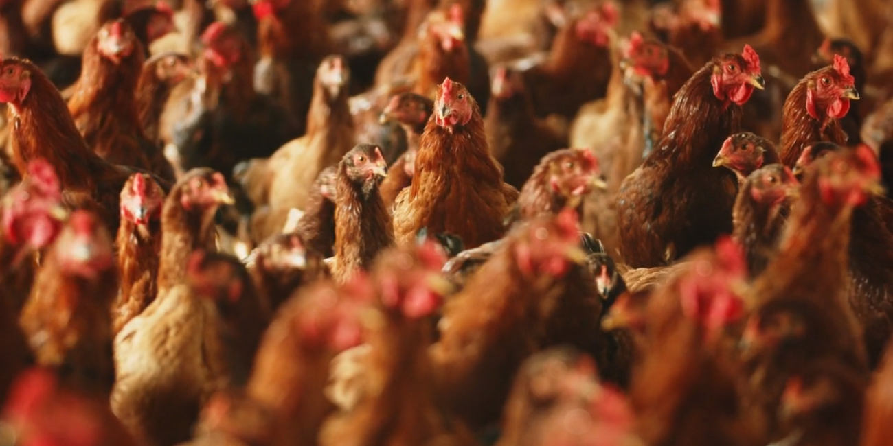 川俣シャモ「歯ごたえとジューシーさのバランスに優れた川俣シャモ」